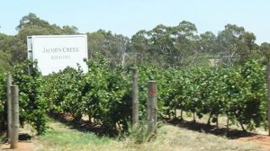 Australijska winnica