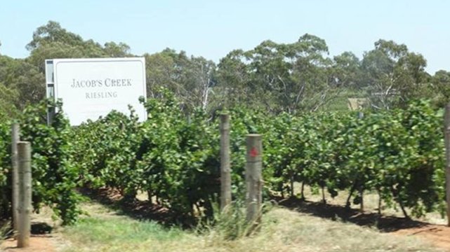 Australijska winnica