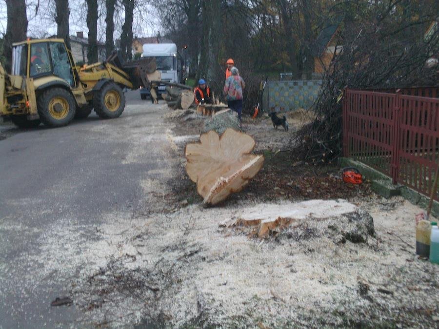 Dzień pierwszy wycinki.