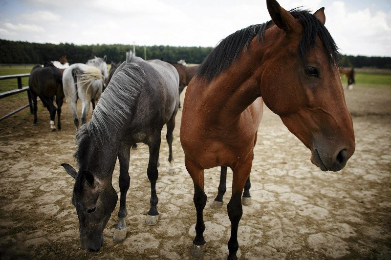 Tylko koni żal. Co naprawdę stoi za zmianami kadrowymi PiS w stadninach?