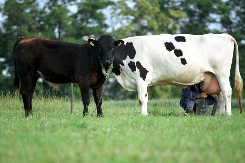 PiS obiecał rolnikom, że dopłaty do krów i świń mogą dostać jeszcze w tym roku. Jak się jednak okazuje tej obietnicy może nie dać się zrealizować.