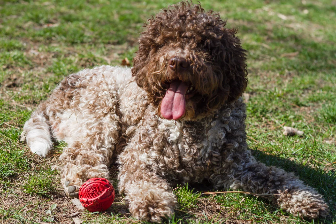 Lagotto romagnolo Lagotto romagnolo na trawie