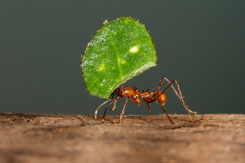 Szefowie przerzucają koszty pracy na pracowników.