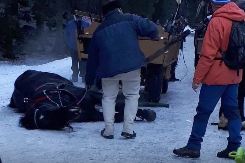 Wypadek z udziałem konia na trasie z Morskiego Oka miał miejsce w drugi dzień świąt Bożego Narodzenia. Informacja o tym zdarzeniu dotarła teraz do Fundacji Viva.