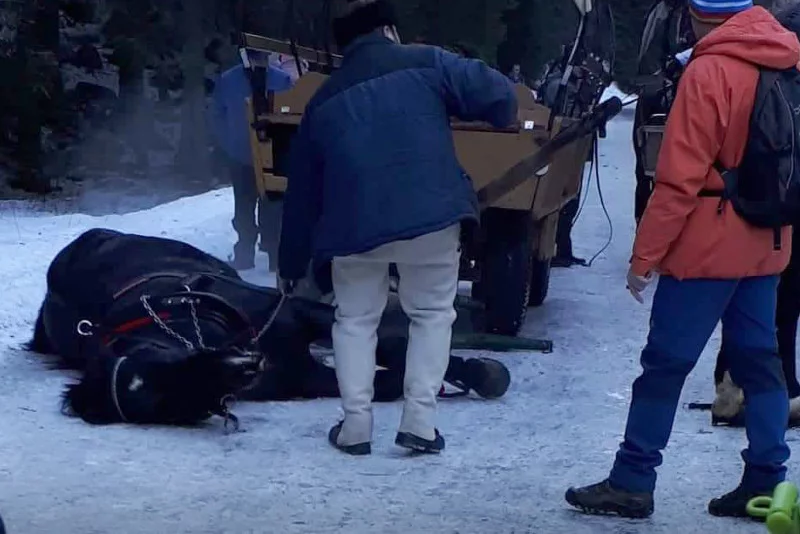 Wypadek z udziałem konia na trasie z Morskiego Oka miał miejsce w drugi dzień świąt Bożego Narodzenia. Informacja o tym zdarzeniu dotarła teraz do Fundacji Viva.