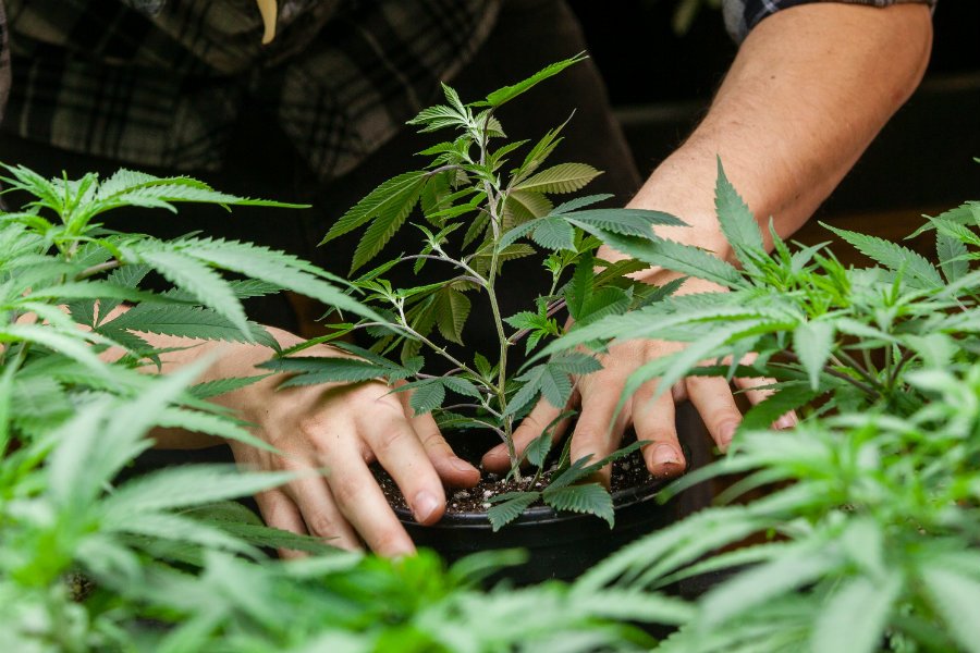 Ksiądz w Gorzowie Wielkopolskim miał stworzyć profesjonalną plantację marihuany.