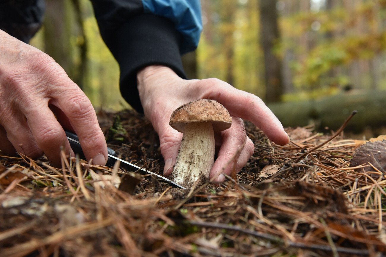 Mimo upałów, suszy, grzybów nie powinno zabraknąć w lasach.