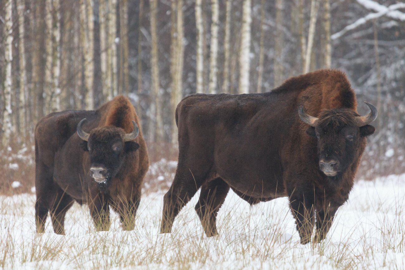 Puszcza Białowieska. Wojskowa ciężarówka rozjechała dwa żubry