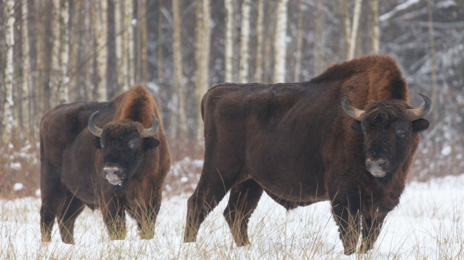 Puszcza Białowieska. Wojskowa ciężarówka rozjechała dwa żubry
