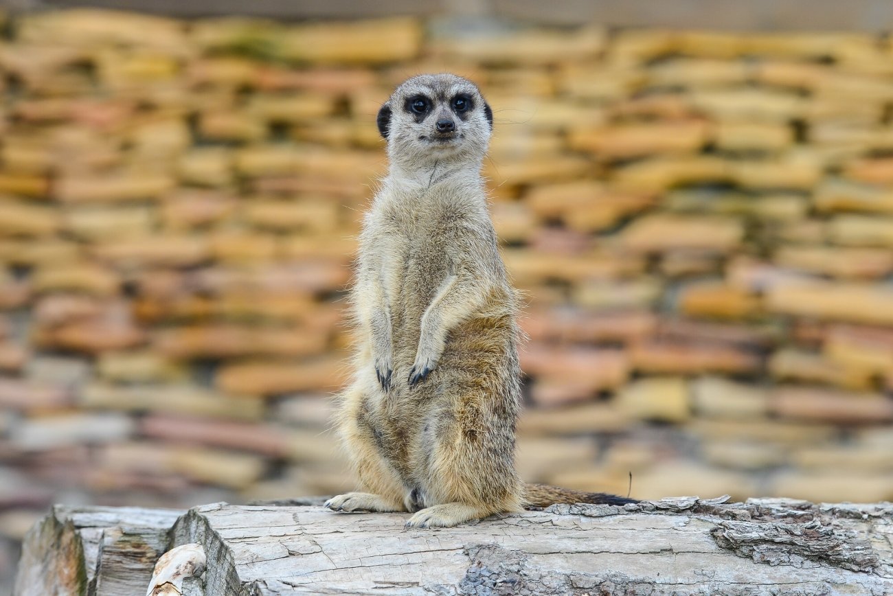 Surykatka w ZOO Safari Borysew koło Łodzi, 31.07.2015. Zdjęcie poglądowe.