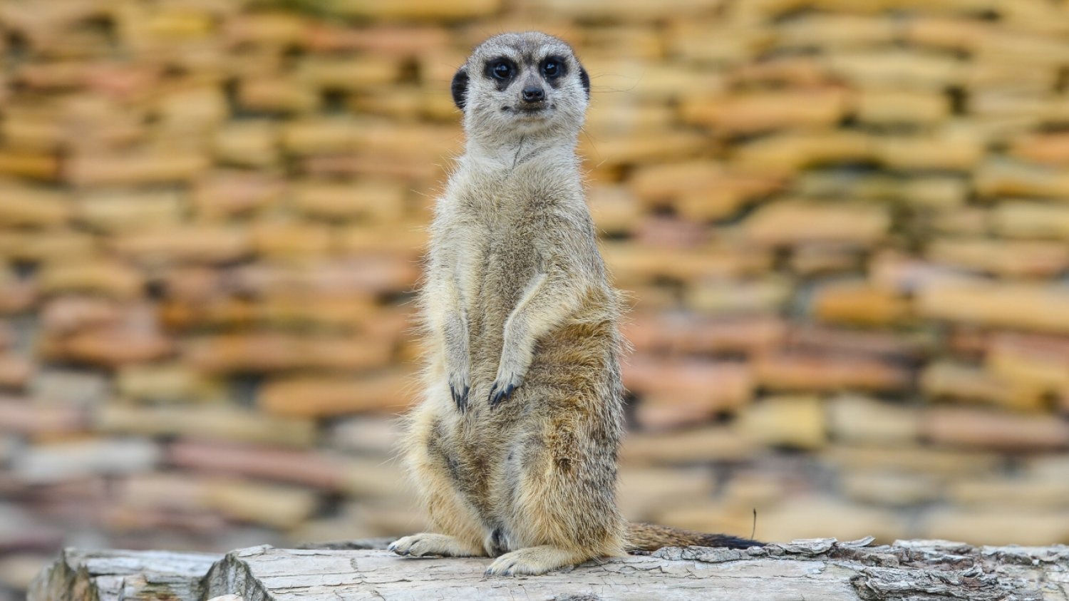 Surykatka w ZOO Safari Borysew koło Łodzi, 31.07.2015. Zdjęcie poglądowe. Surykatka w ZOO Safari Borysew koło Łodzi, 31.07.2015. Zdjęcie poglądowe.