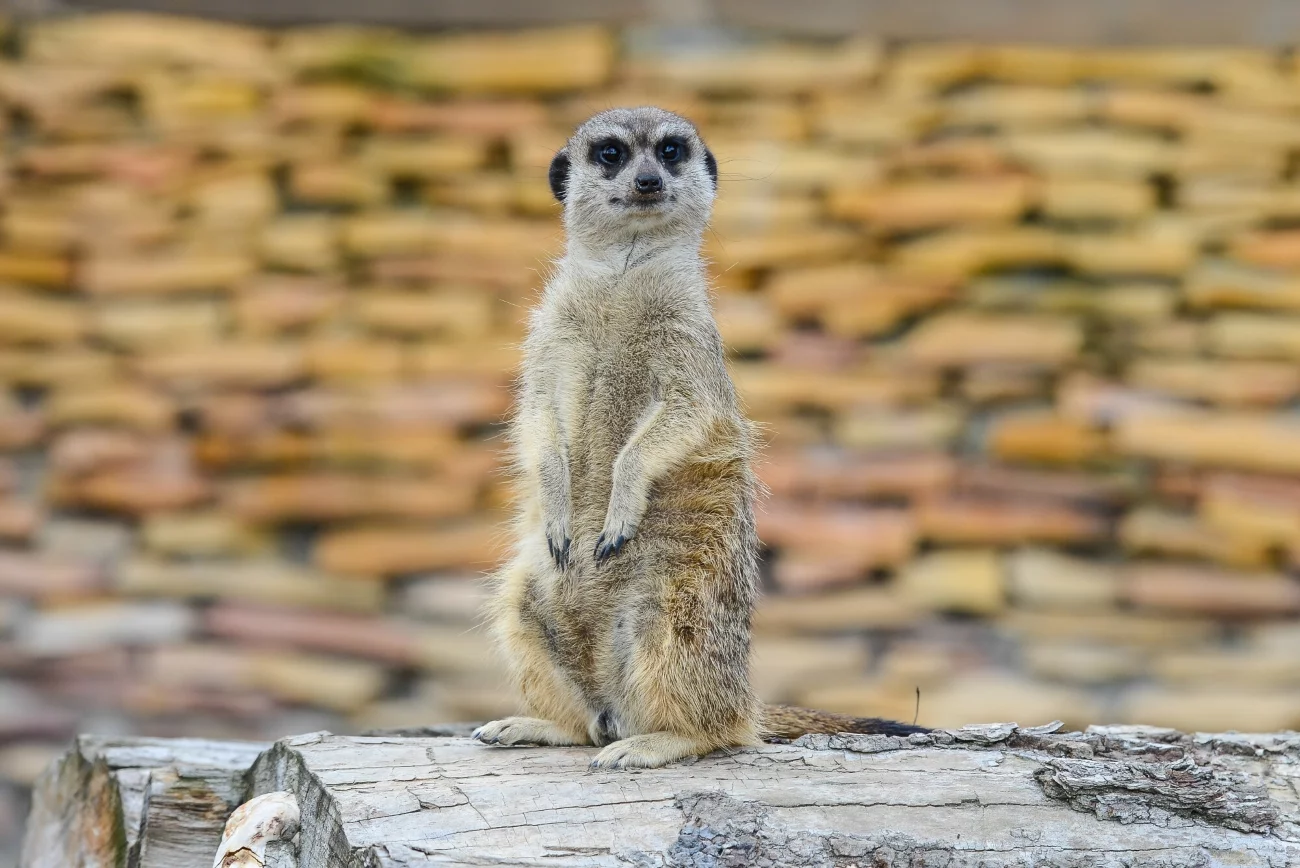 Surykatka w ZOO Safari Borysew koło Łodzi, 31.07.2015. Zdjęcie poglądowe. Surykatka w ZOO Safari Borysew koło Łodzi, 31.07.2015. Zdjęcie poglądowe.