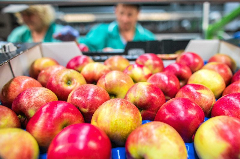 Amatorów jabłek czeka droższa jesień. Ceny pójdą w górę.