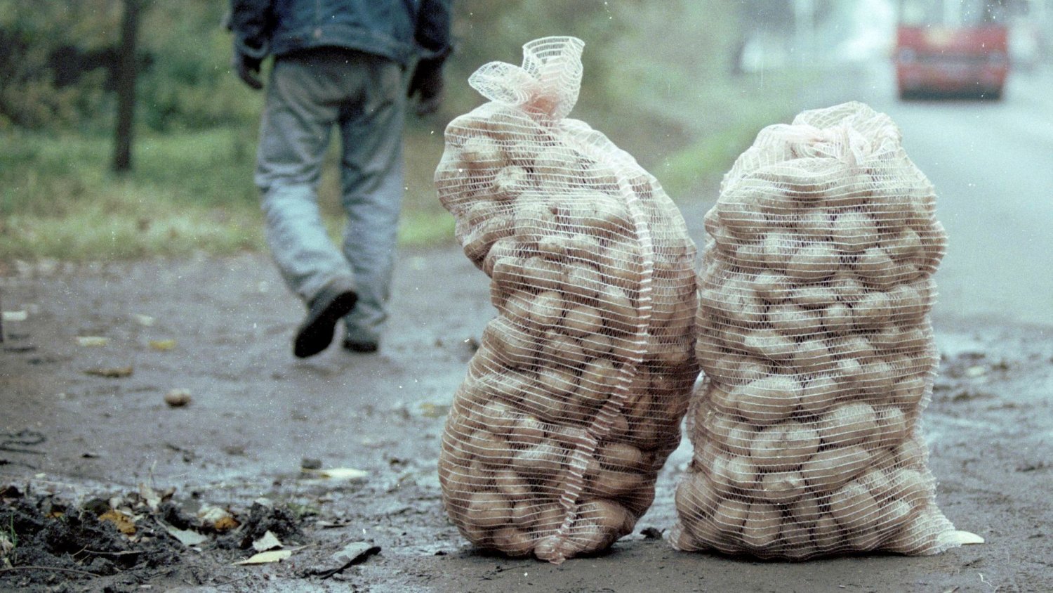 Rozkradli rolnikowi 150 ton ziemniaków. Poszła plotka, że "rozdaje"