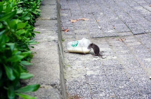 Myszy polne grasują w Niemczech oraz na Dolnym Śląsku i Opolszczyźnie. Spowodowały już takie straty, że rolnicy chcą ogłoszenia stanu klęski żywiołowej.