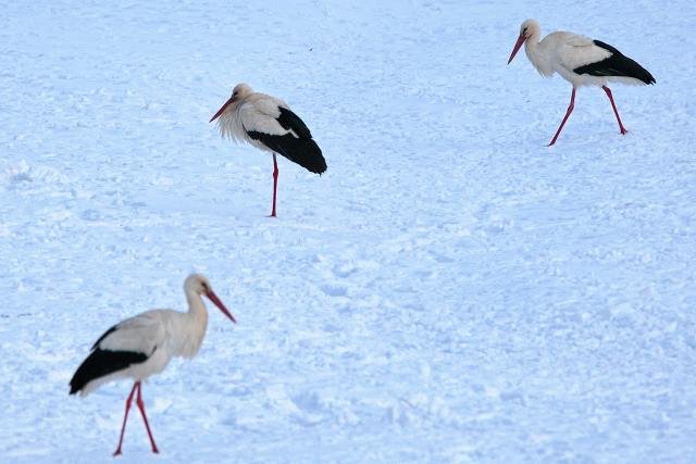 Zimny marzec dokucza także bocianom, które przyleciały już do Polski
