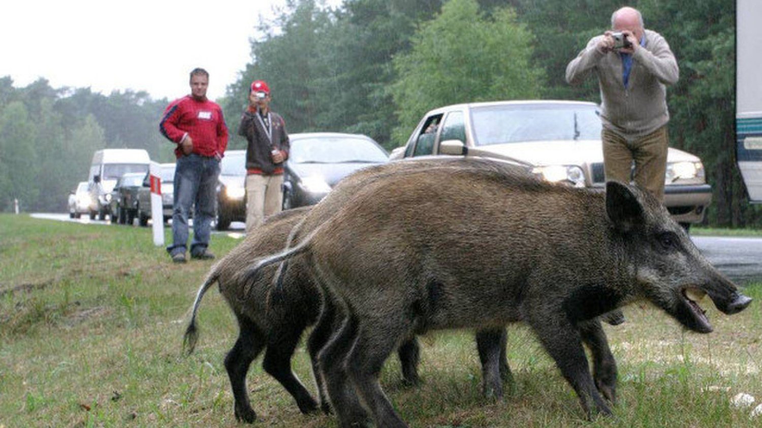 Na Podlasiu dzik stał się wrogiem numer jeden.