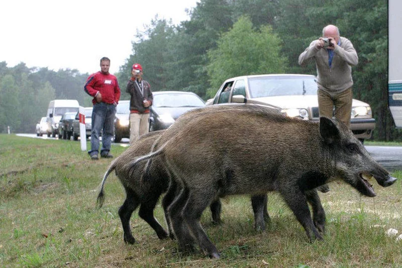 Na Podlasiu dzik stał się wrogiem numer jeden.