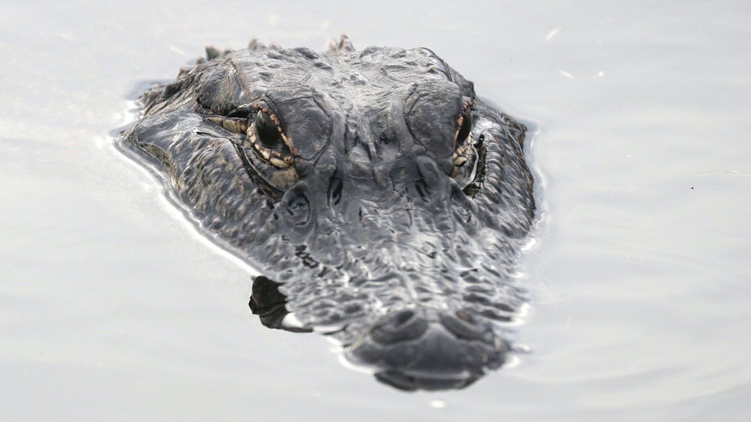 W sobotnie popołudnie spacerowicze przechadzający się nad Odrą poinformowali policję o tym, że w rzece pływa... aligator! Aligator w Odrze. We Wrocławiu spacerowicze natrafili na krokodyla w rzece