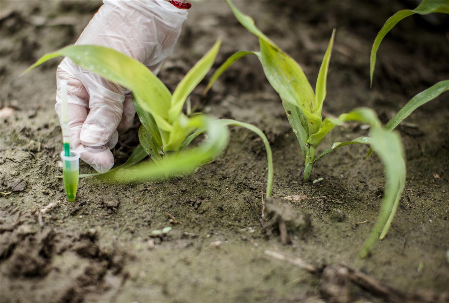 Nielegalna uprawa kukurydzy GMO - MON810 - we Francji