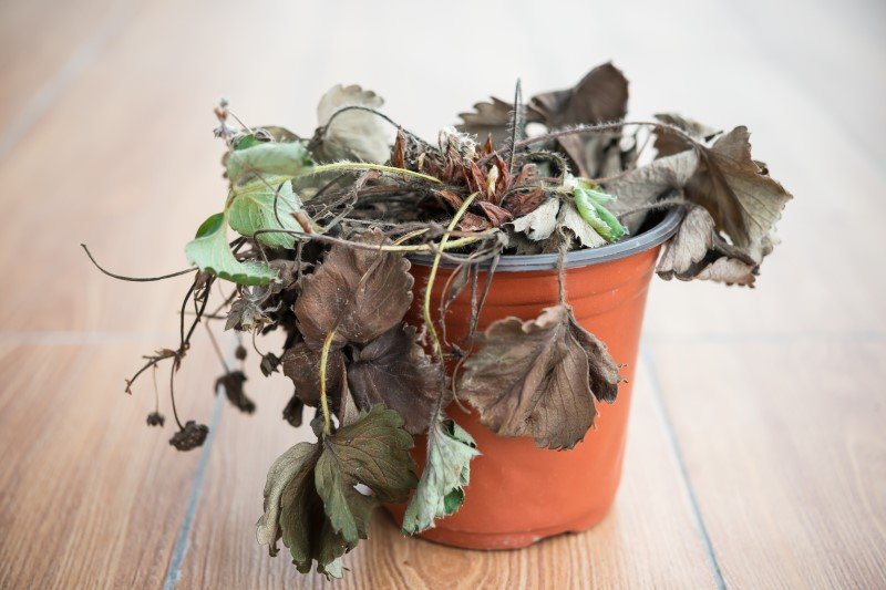 Rośliny "krzyczą", gdy chce im się pić