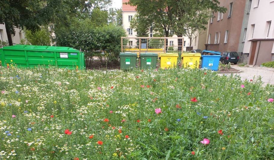 Kwietna łąka przed koszeniem