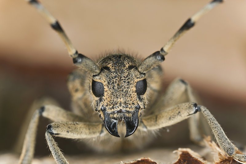Małgorzata: najbardziej boję się robaków. Przed snem trzepię prześcieradło, przed kąpielą – ręcznik.