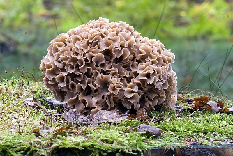 Grzyb kozia broda – siedzuń sosnowy, szmaciak, strzępiak [Sparassis crispa]