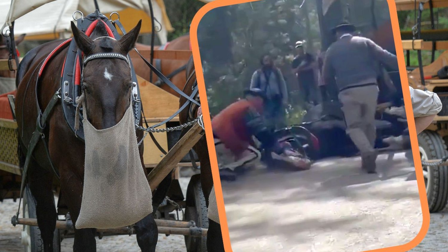 Do tej pory problem koni spod Morskiego Oka był ignorowany