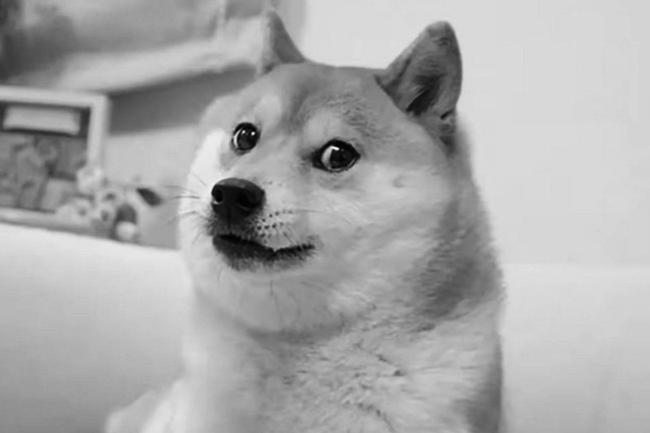 Pieseł Kabosu zmarł w wieku 19 lat.