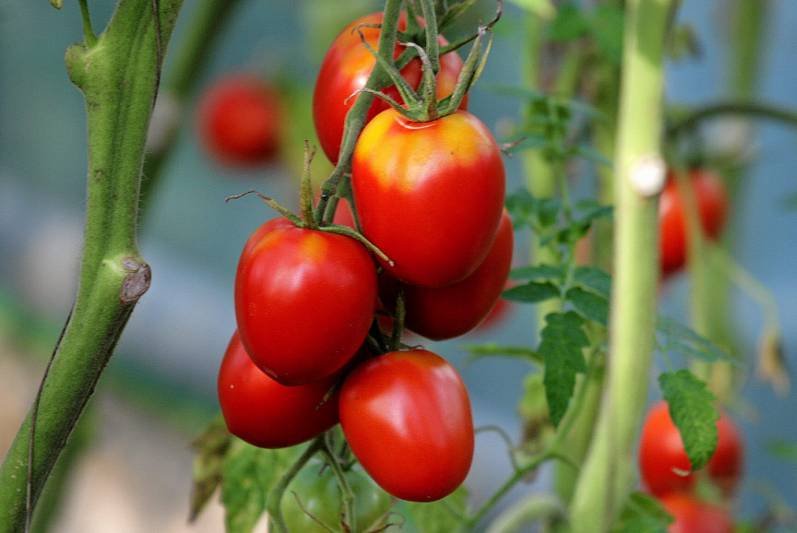 Już w czerwcu pomidory wyrosną obok Pałacyku Konopackiego na warszawskiej Pradze