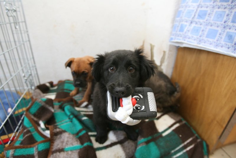 Rząd PiS z dnia na dzień zamknął sklepy zoologiczne w galeriach handlowych z powodu walki z koronawirusem. Posłanki i posłowie Lewicy apelują do premiera Morawieckiego, by zwierzęta domowe nie zostały bez jedzenia i artykułów do pielęgnacji.