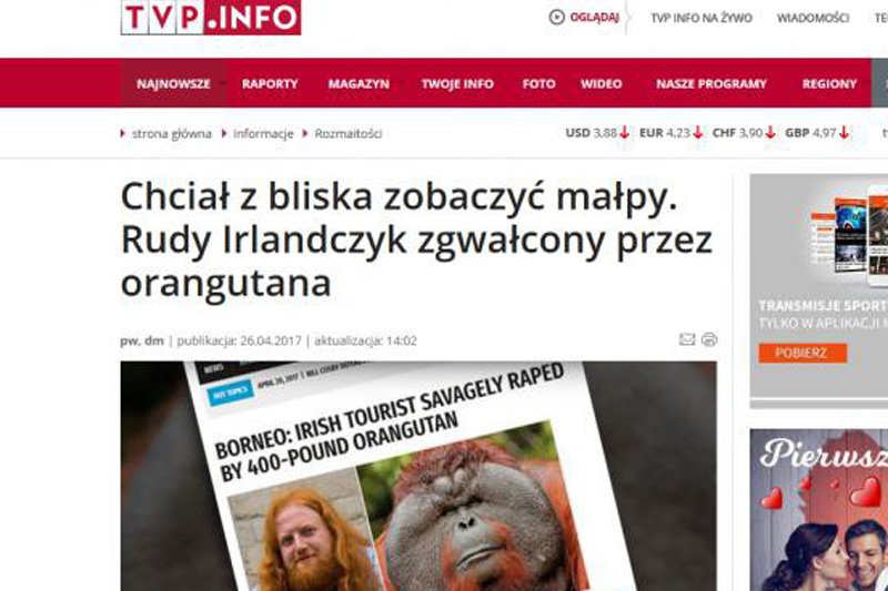 Portal TVP Info podał zmyślonego newsa o... orangutanie gwałcicielu rudych Irlandczyków.