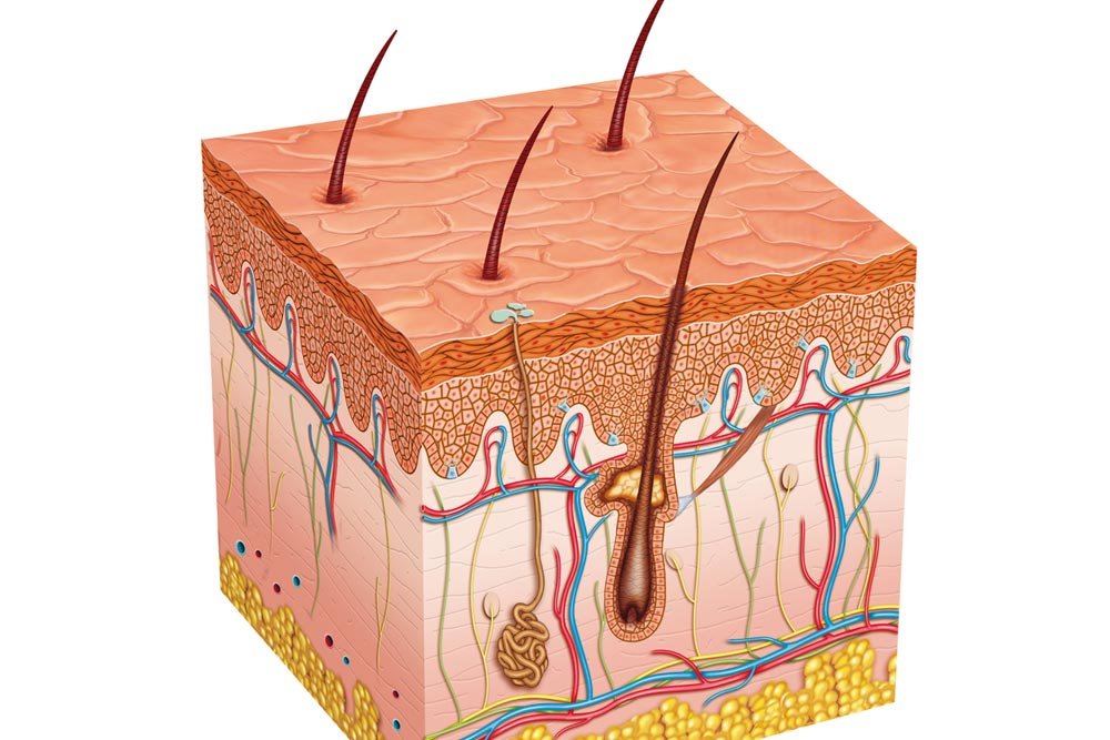 Struktura skóry i włosów
