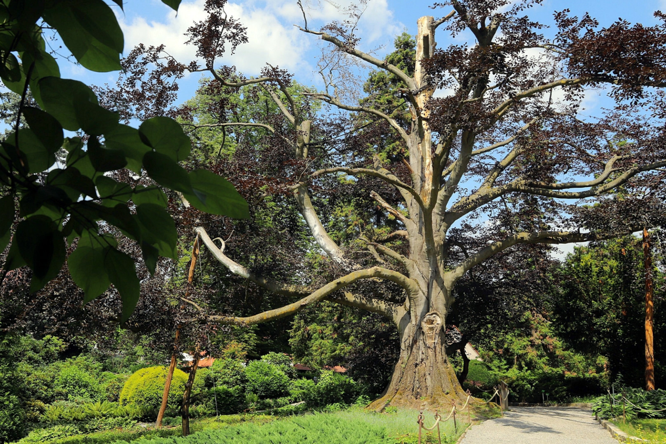 Buk z Wojsławic zachwycił jury w Brukseli! Mamy czwarte Europejskie Drzewo Roku.
