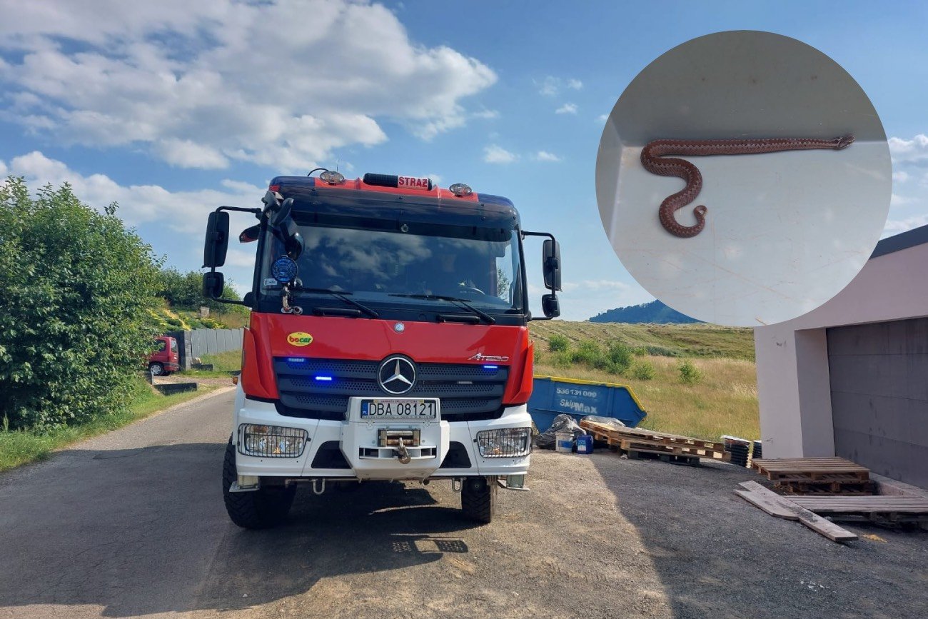 Straż pożarna musiała odłowić żmiję, która wpełzła do domu w Boguszowie