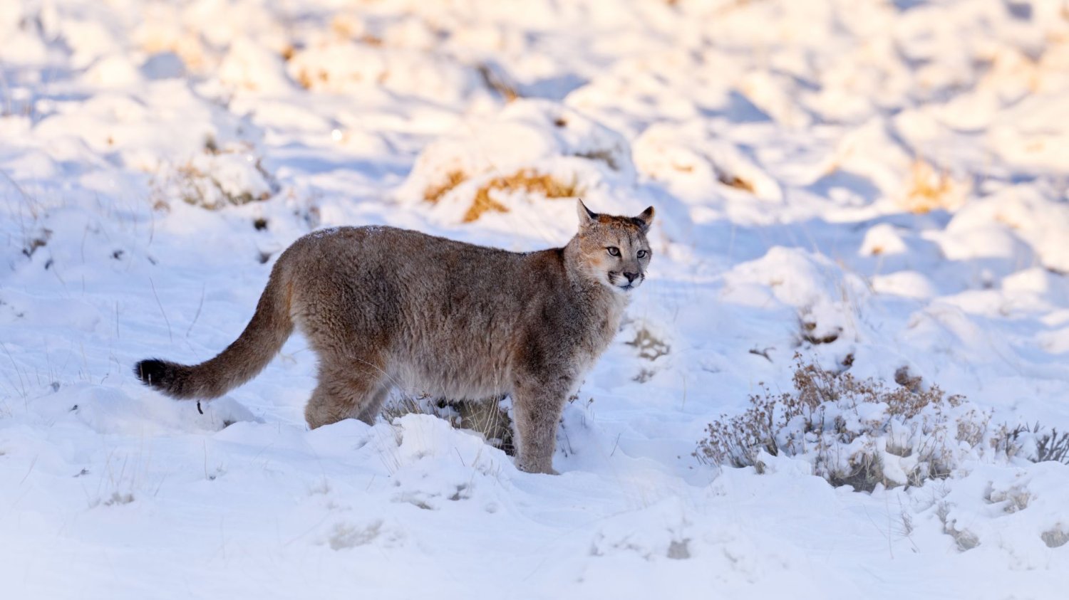 Zakaz wstępu do lasu. Wszystko przez pumę lub geparda Puma lub gepard w polskim lesie