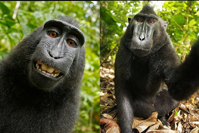 Wikimedia nie chce usunąć zdjęć zrobionych przez samicę makaka