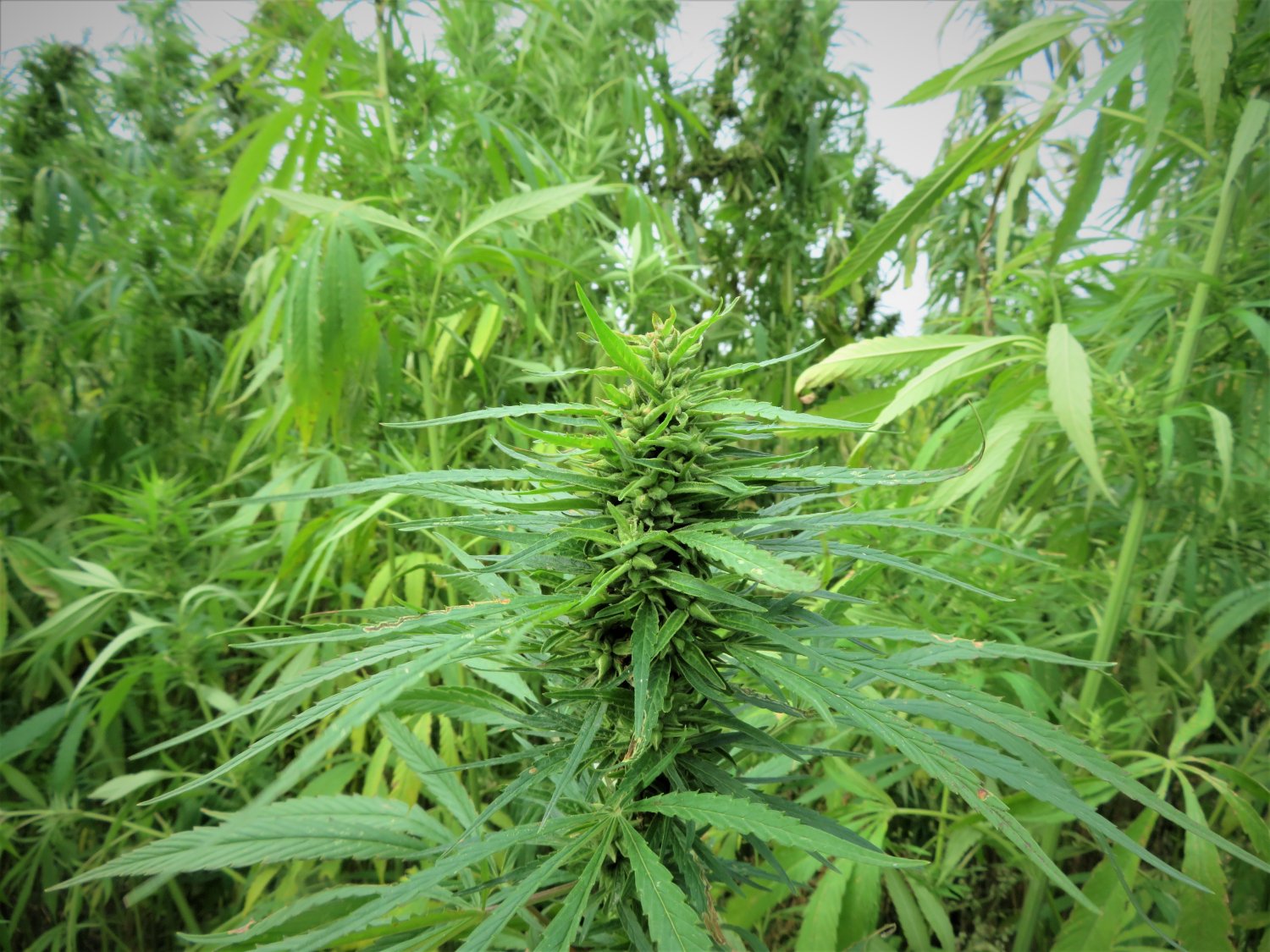 Zapraszam wszystkich nieprzekonanych polityków na pole konopi!