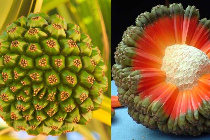 Najdziwniejsze owoce świata.