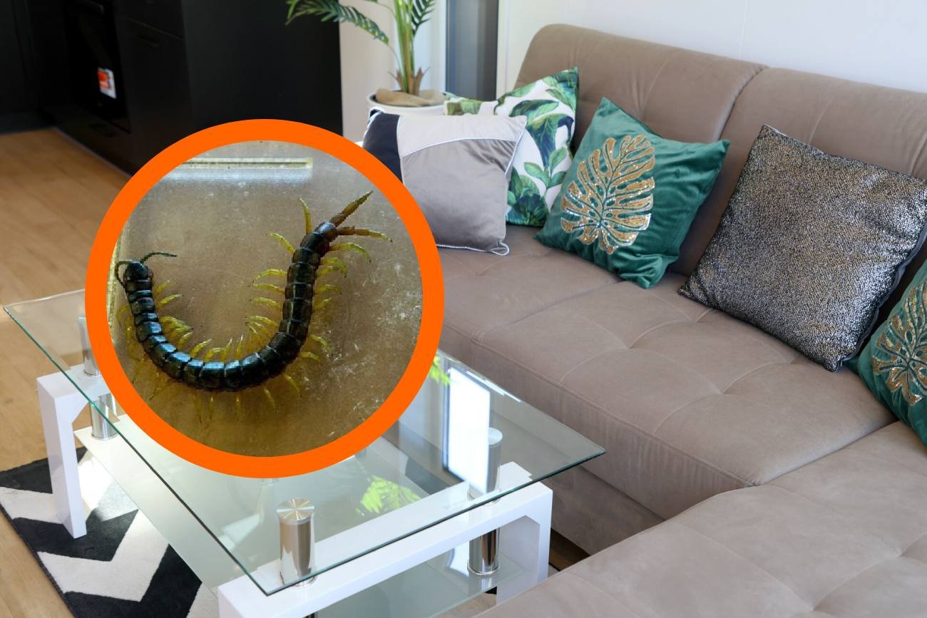 Szokujący incydent w Gdańsku. To zwierzę kobieta znalazła na swojej kanapie.