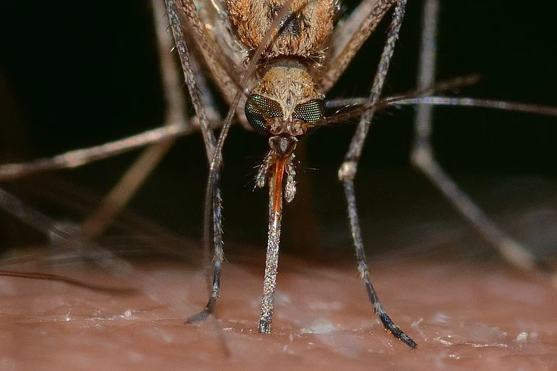 Alergia na komary naprawdę istnieje!