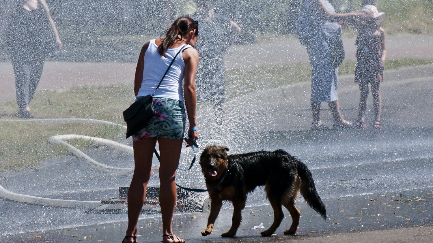 Ekstremalne temperatury są bardzo niebezpieczne zarówno dla ludzi, jak i dla zwierząt.