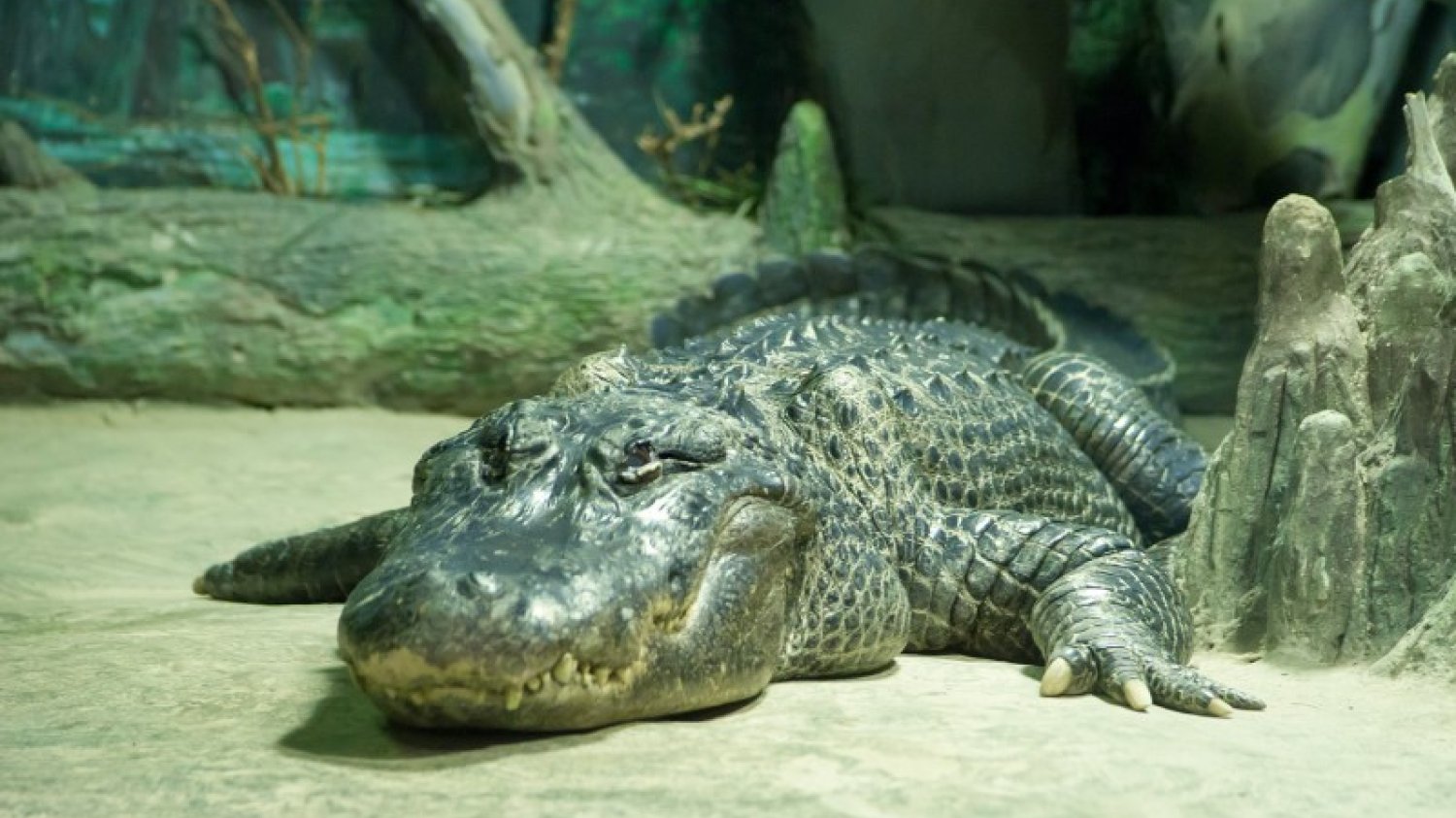Saturn ("aligator Hitlera") w moskiewskim zoo