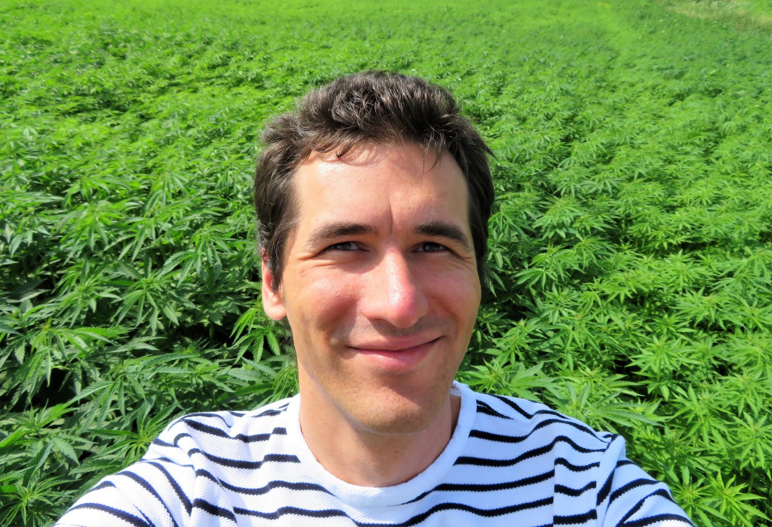 Praca w konopiach - marzenie, czy mrzonka?