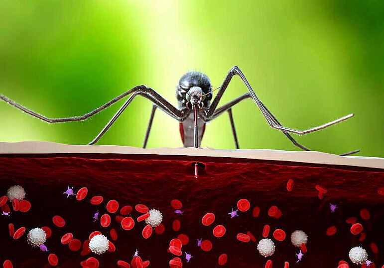 Komary a kornawirus. Nowe wyniki badań na temat przenoszenia SARS-CoV-2 przez te krwiopijne owady.