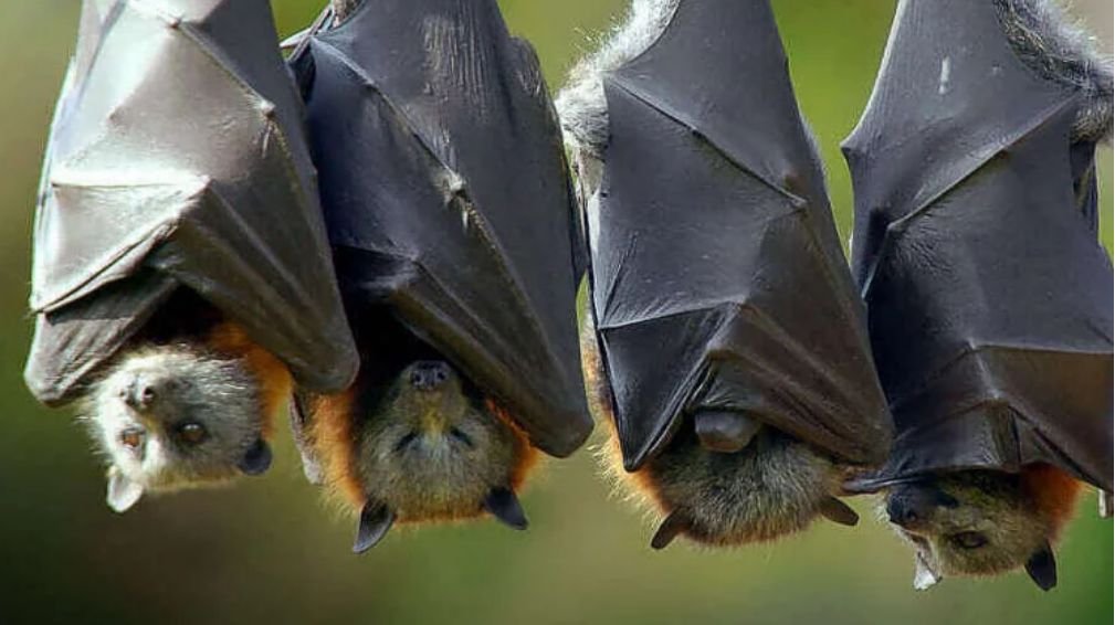 Chińscy naukowcy zebrali od nietoperzów 24 nowe genomy koronawirusów.