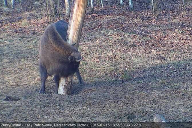 Źubry Online kolejny sezon hitem podczas sesji