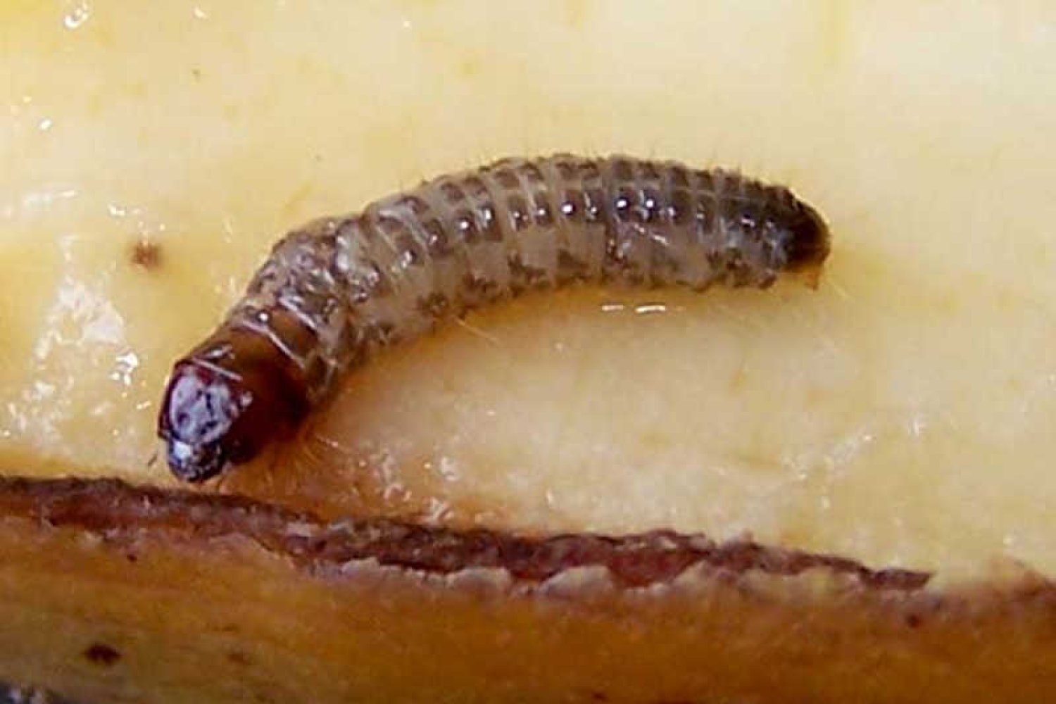 Trzcina cukrowa