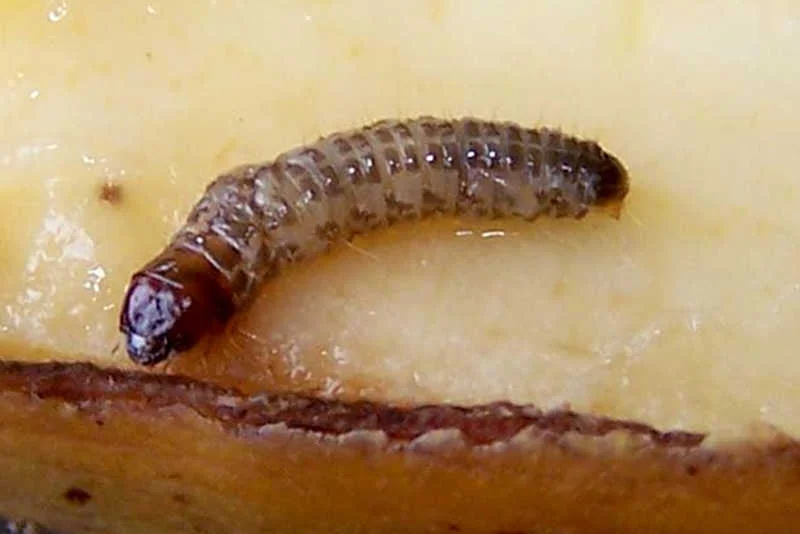 Trzcina cukrowa